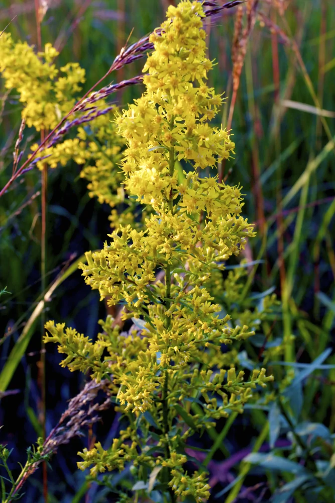 Showy Goldenrod Solidago speciosa closeup of tiny yellow blooms in large cluster