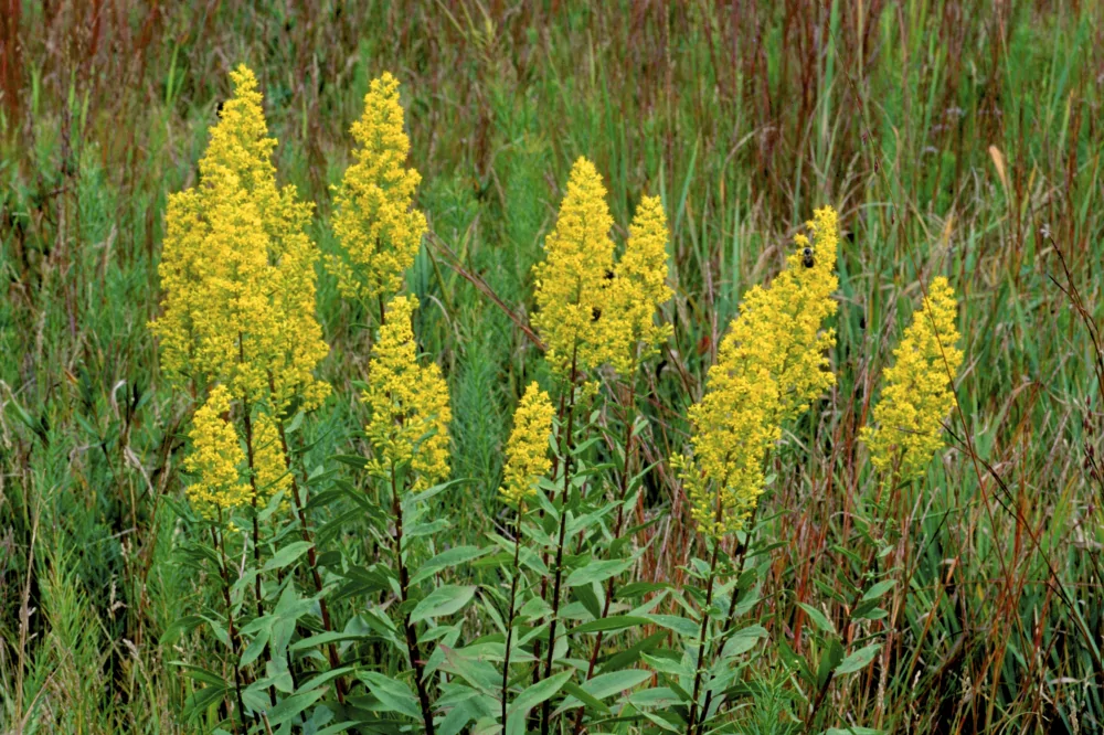 Showy Goldenrod Solidago Speciosa tiny yellow blooms in large clusters atop 11 stems