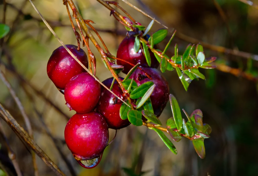 American Cranberry Vaccinium macrocarpon closeup of ripe red edible berries