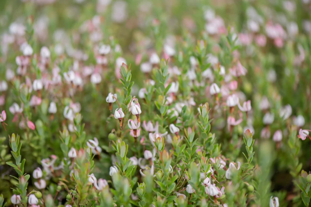 American Cranberry Vaccinium macrocarpon tiny pinkish white blooms against small green leaves
