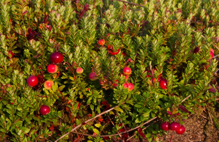 American Cranberry Vaccinium macrocarpon groundcover with small green leaves and ripe red berries