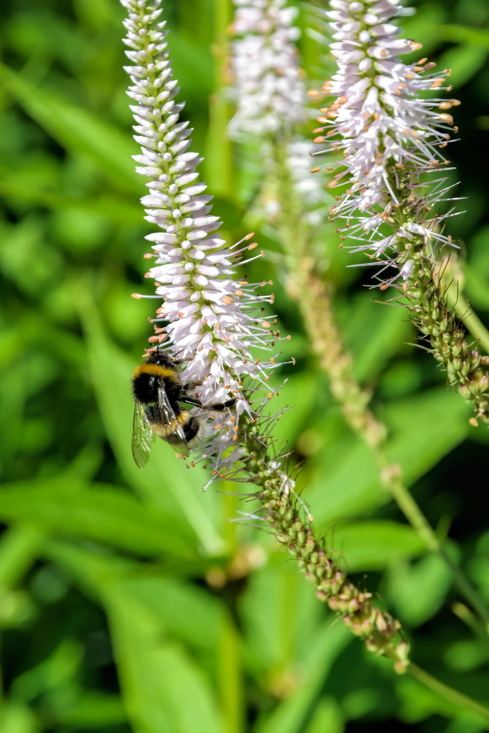 Culver's Root Veronicastrum virginicum closeup of white bloom with bumblebee