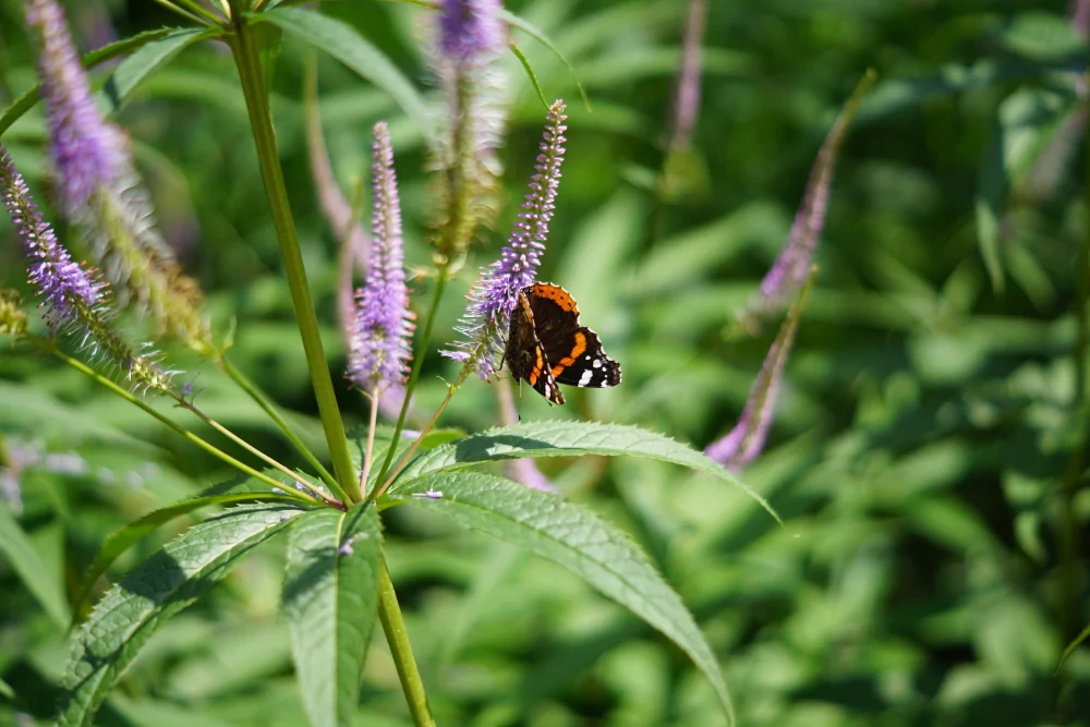 Culver's Root - Image 2
