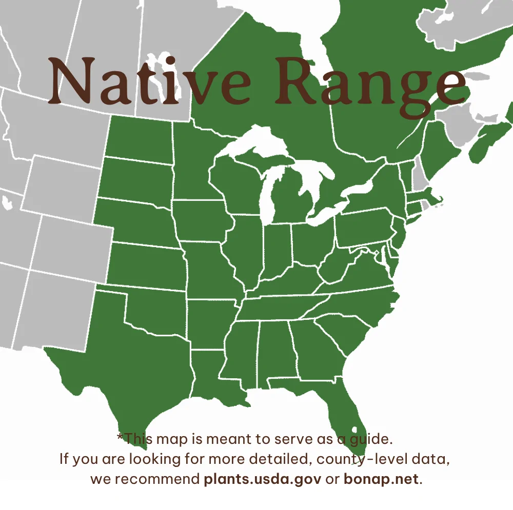Culver's Root Veronicastrum virginicum native range map showing AL, AR, CT, DC, DE, FL, GA, IA, IL, IN, KS, KY, LA, MA, MD, ME, MI, MN, MO, MS, NC, ND, NE, NJ, NY, OH, OK, PA, RI, SC, SD, TN, TX, VA, VT, WI, WV