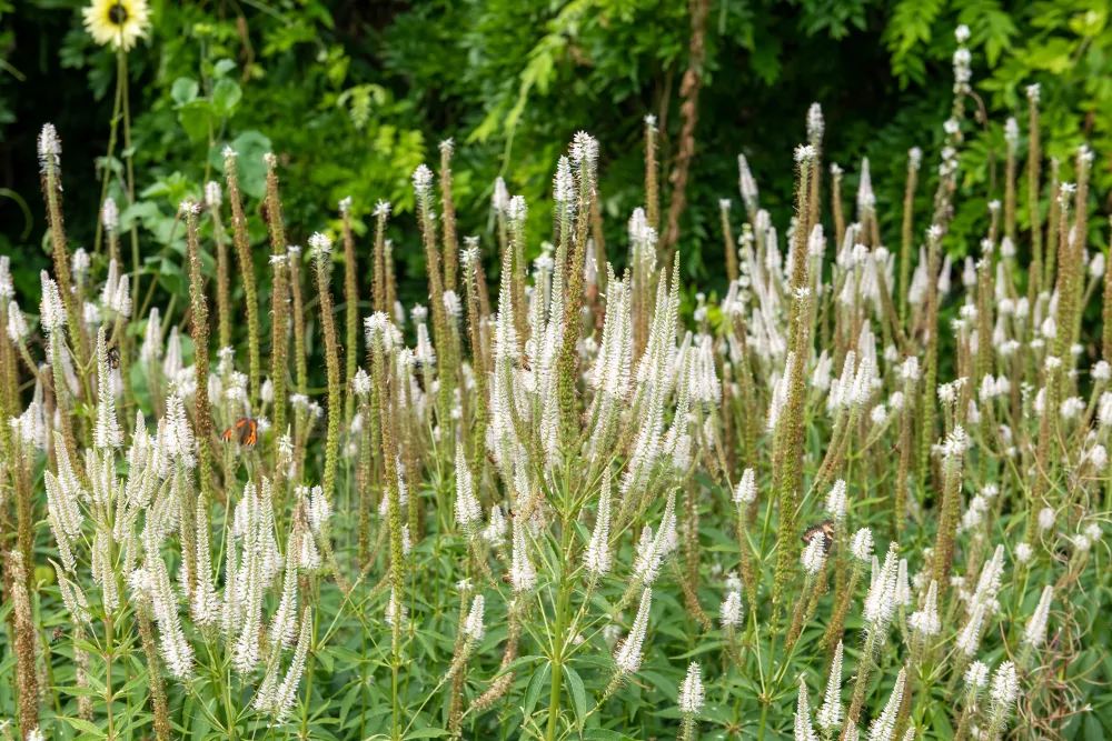 Culver's Root Veronicastrum virginicum large group of white blooms