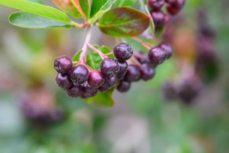 Purple Chokeberry Aronia x prunifolia closeup of purple berries