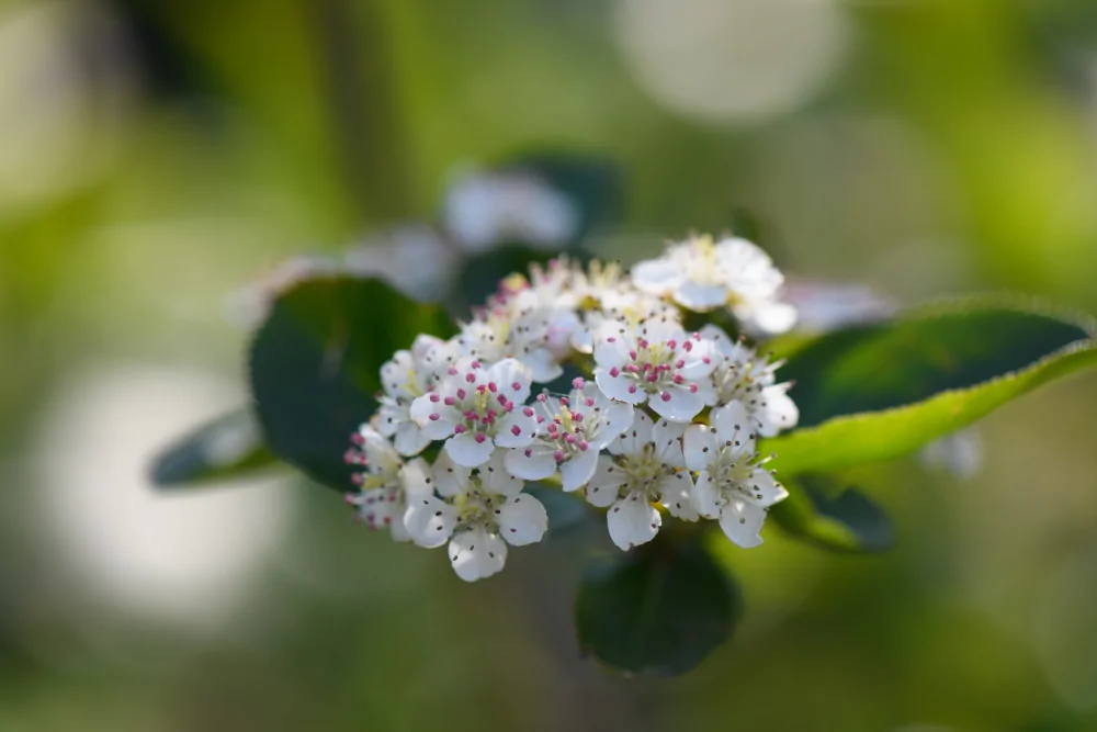 Purple Chokeberry - Image 2