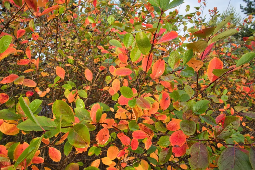 Purple Chokeberry Aronia x prunifolia showing red and orange fall color on changing leaves