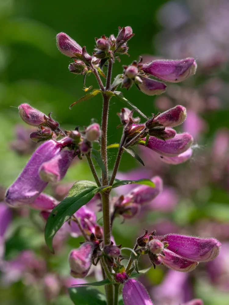 Small's Beartongue Penstemon smallii closeup of unopened lavender blooms