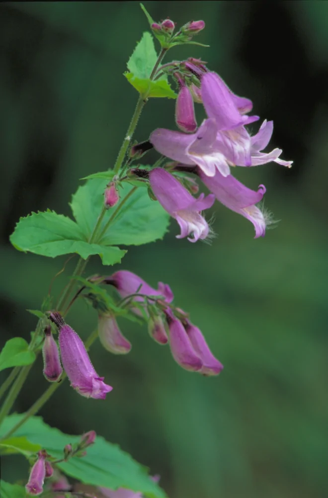 Small's Beardtongue Penstemon smallii closeup of open lavendar tubular blooms