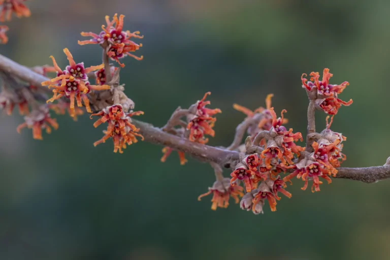 Vernal Witchhazel Hamamelis vernalis with orangy yellow blooms