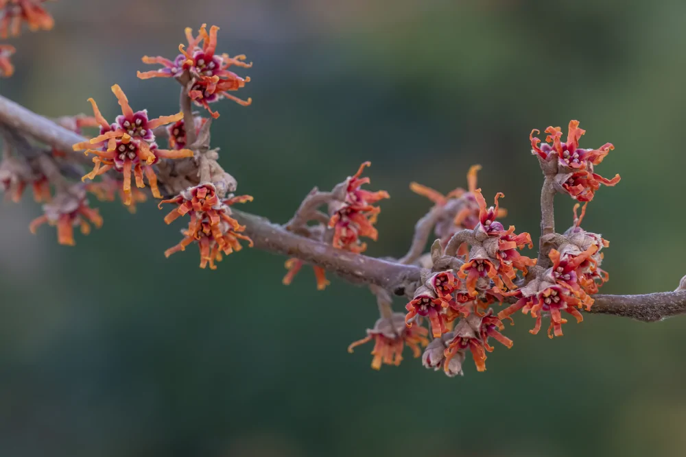 Vernal Witchhazel Hamamelis vernalis with orangy yellow blooms