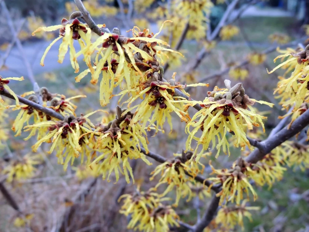 Vernal Witchhazel - Image 2