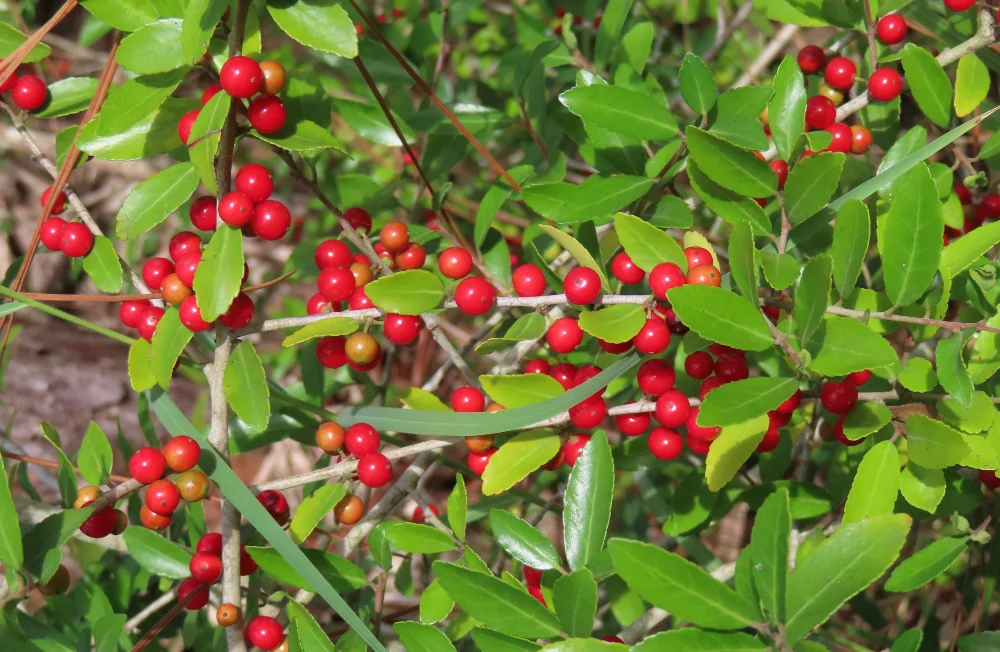 Yaupon Holly Ilex vomitoria red berries against green evergreen leaves