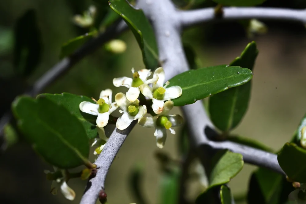 Yaupon Holly - Image 2