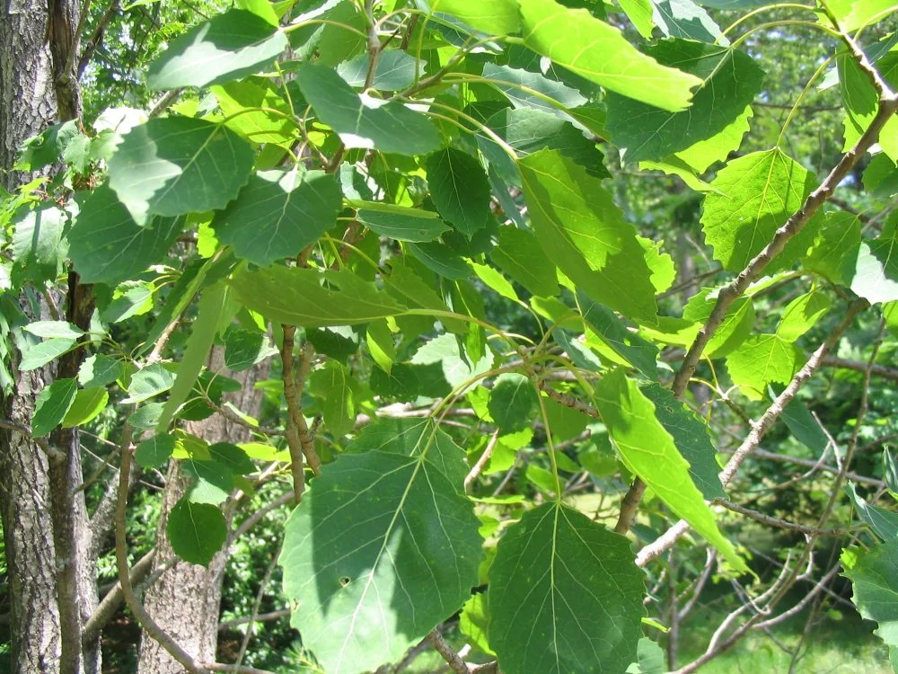 Bigtooth Aspen Populus grandidentata closeup of toothed leaves
