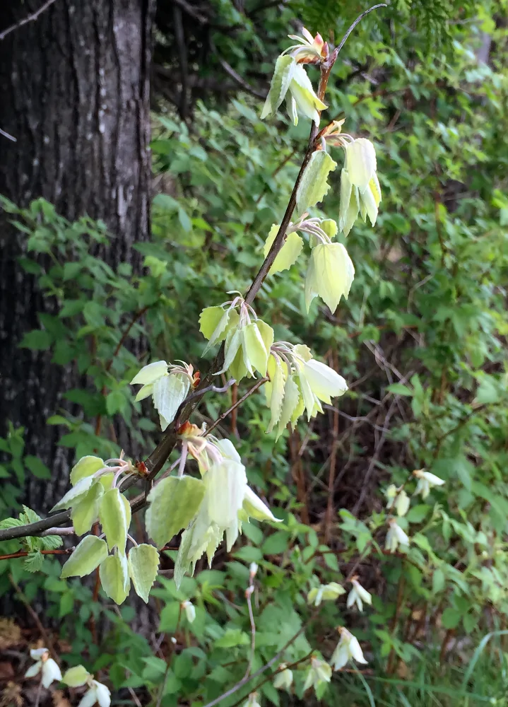 Bigtooth Aspen Populus grandidentata closeup of new light green leaves in early spring