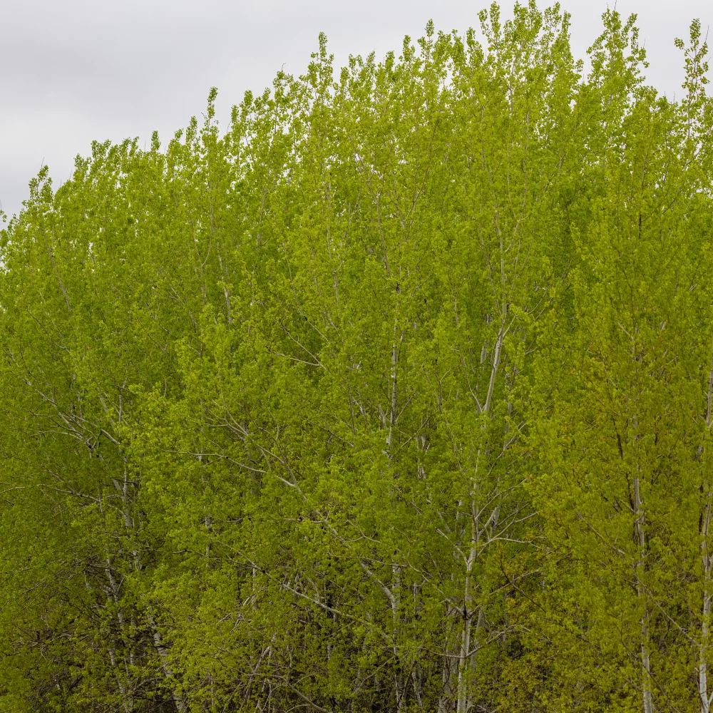 Bigtooth Aspen - Image 2