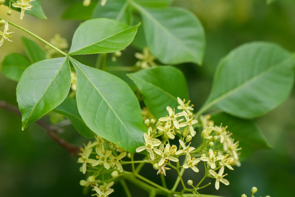 Common Hoptree Ptelea trifoliata tiny greenish-white 4-petaled blooms against bright green leaves