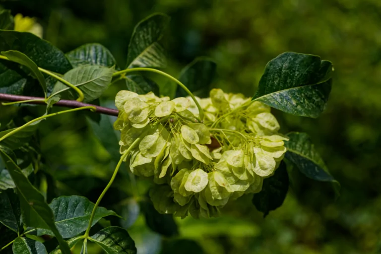 Common Hoptree Ptelea trifoliata closeup of greenish-white seed clusters