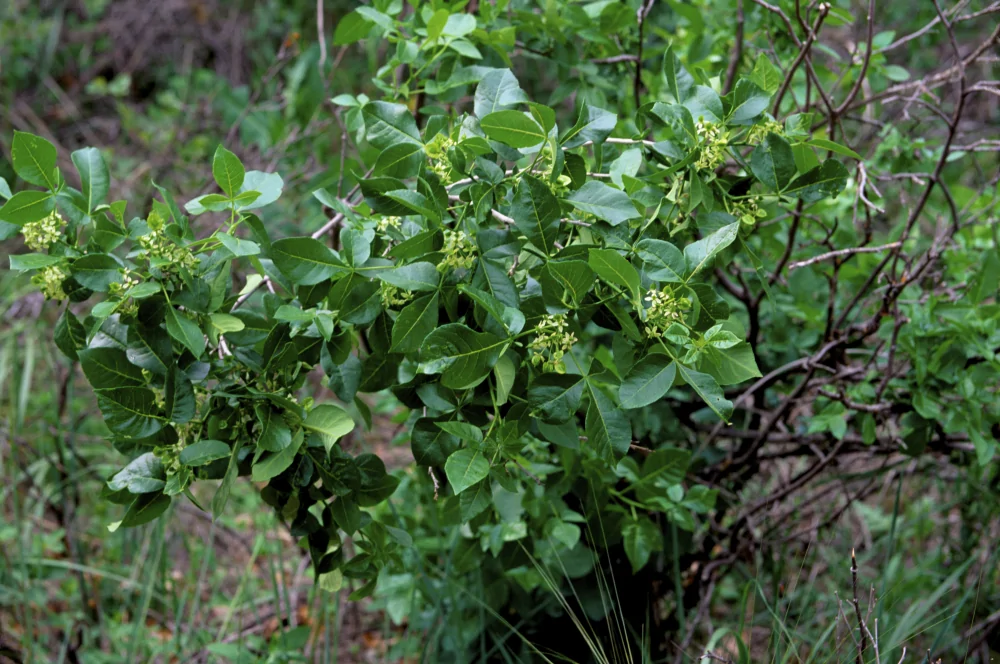 Common Hoptree Ptelea trifoliata young form with twisted branching