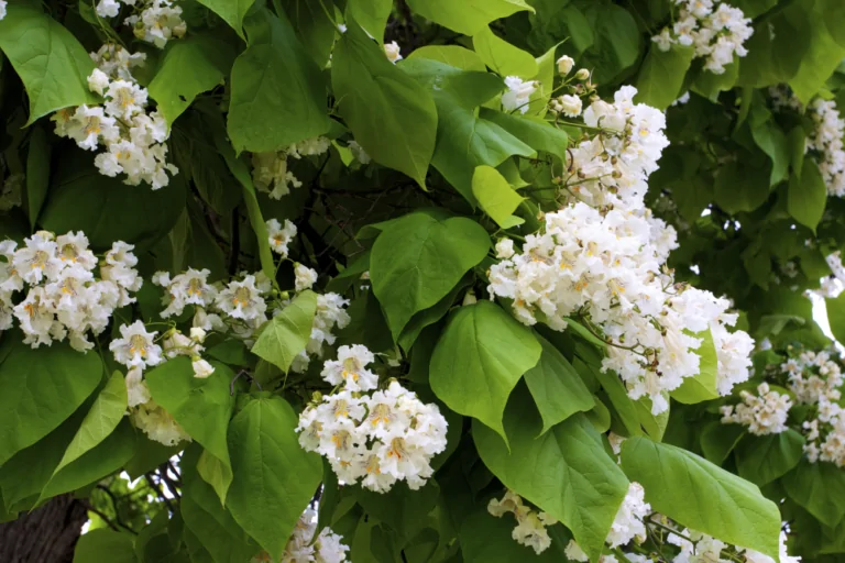 Northern Catalpa Catalpa speciosa clusters of white bell shaped flowers against bright green heart shaped leaves