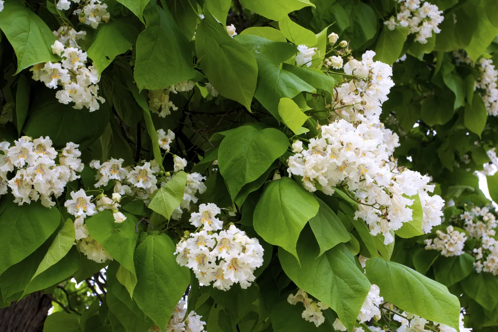 Northern Catalpa Catalpa speciosa clusters of white bell shaped flowers against bright green heart shaped leaves