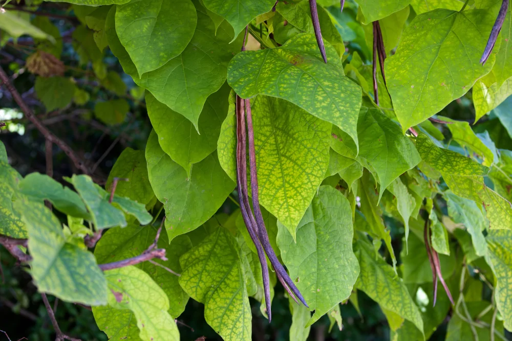 Northern Catalpa - Image 3