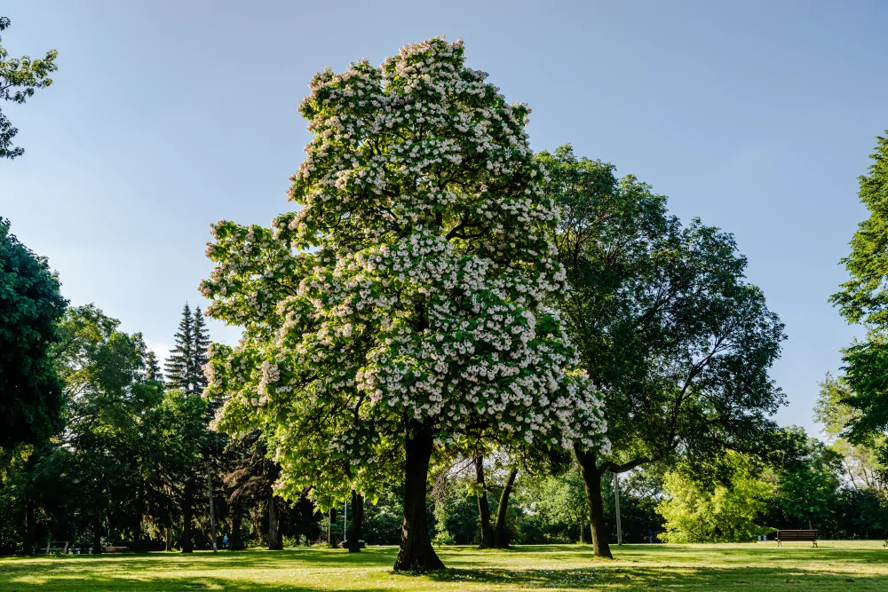 Northern Catalpa Catalpa speciosa large tree with clusters of white flowers