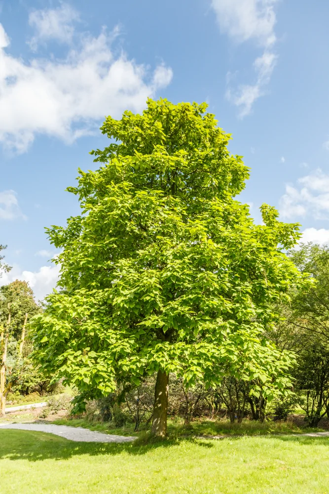 Northern Catalpa - Image 4
