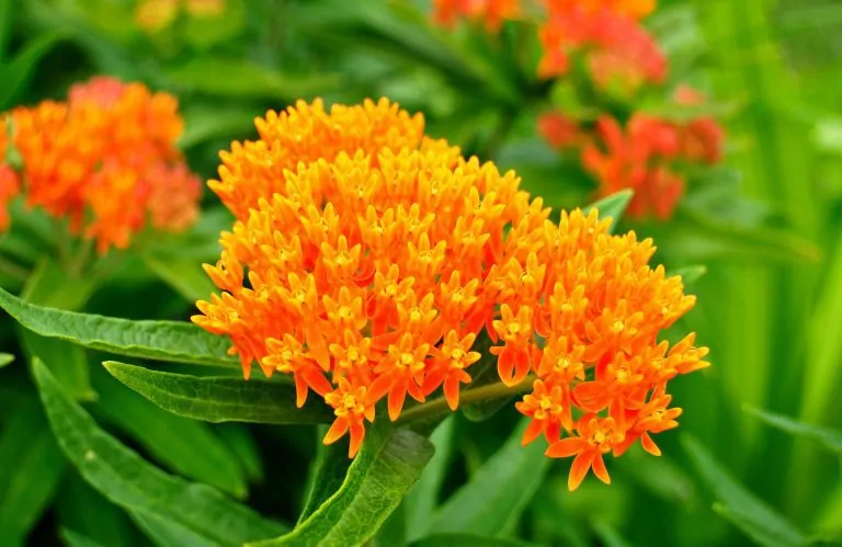 Image of butterfly milkweed