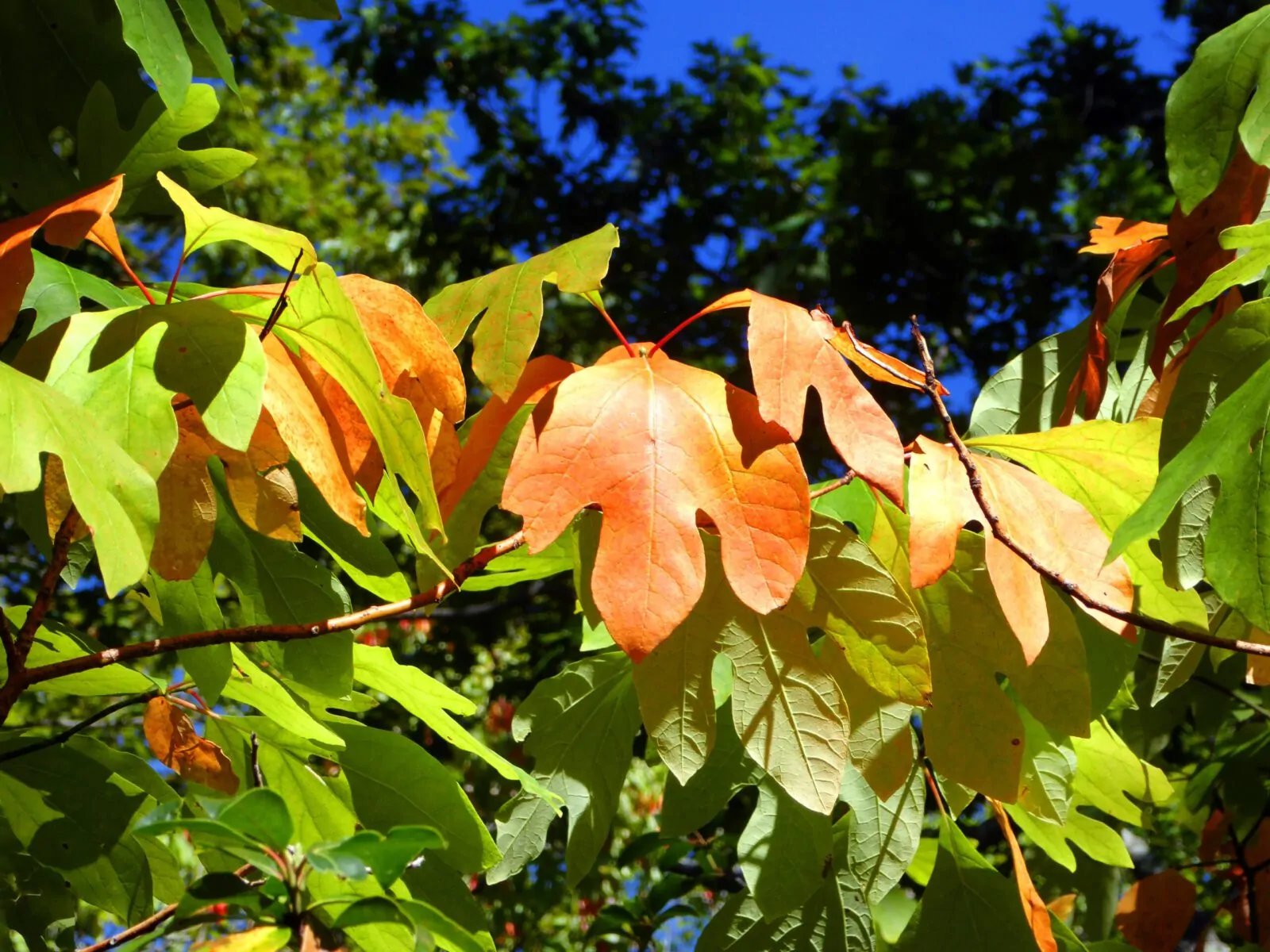 Image of sassafras leaves