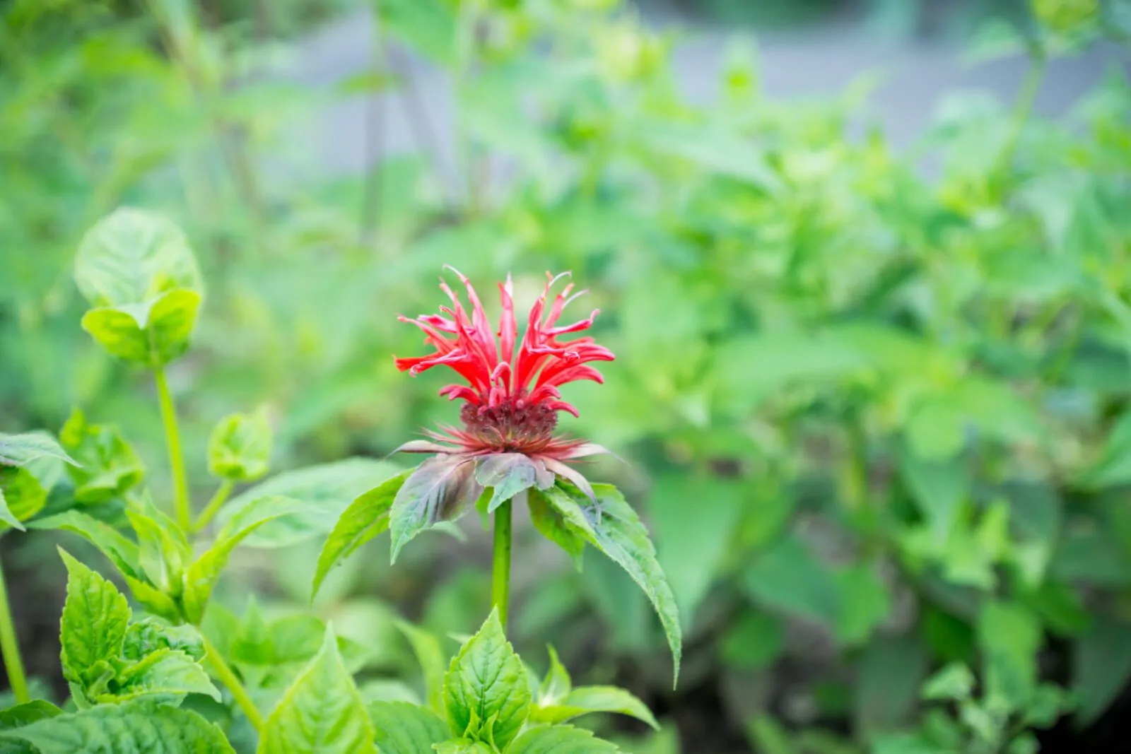 Image of scarlet beebalm