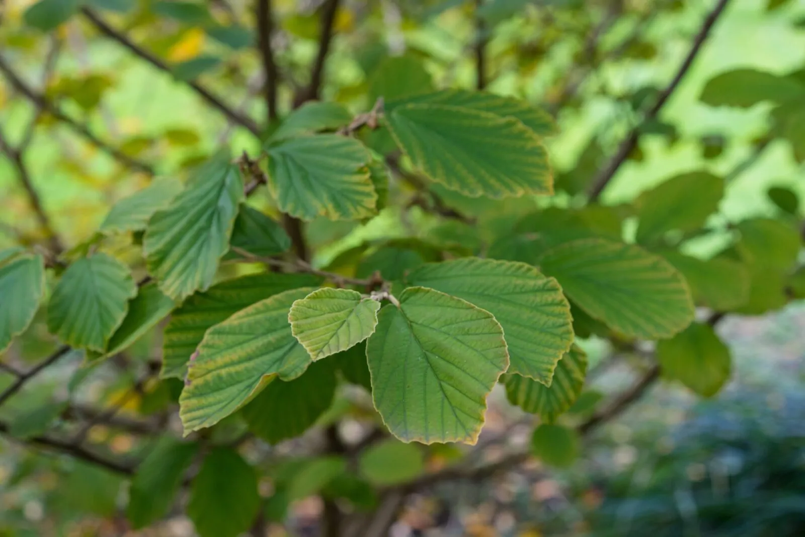 Image of witchhazel