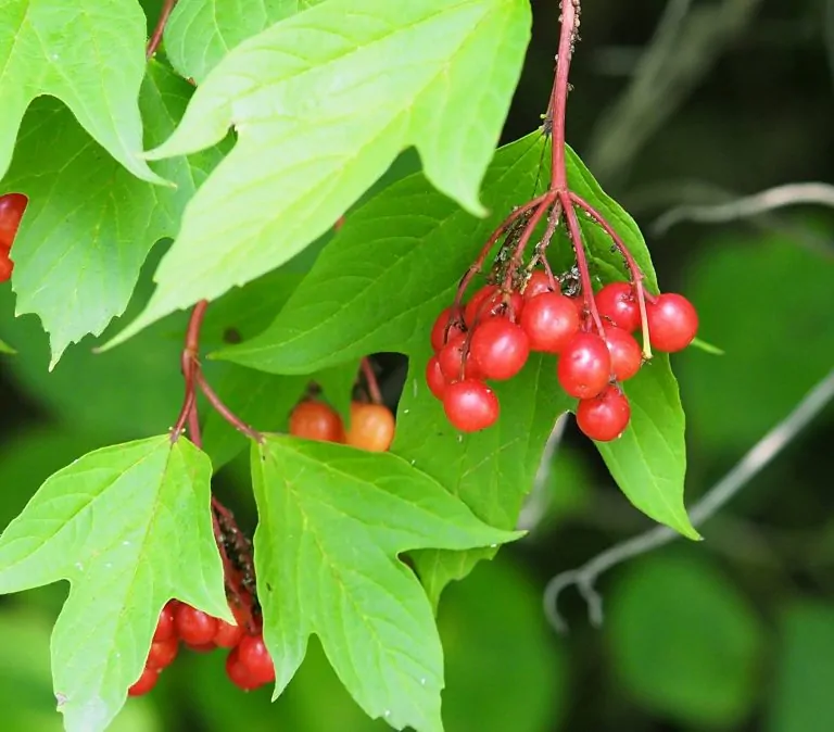 Image of viburnum