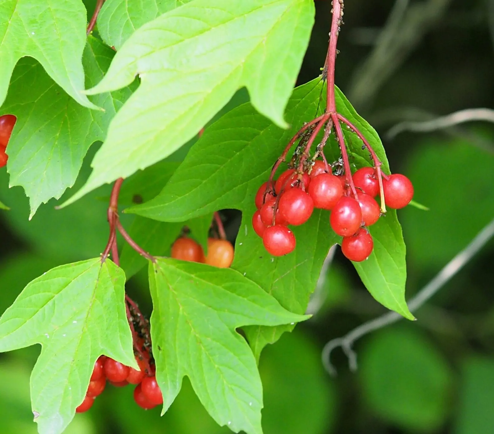 Image of viburnum