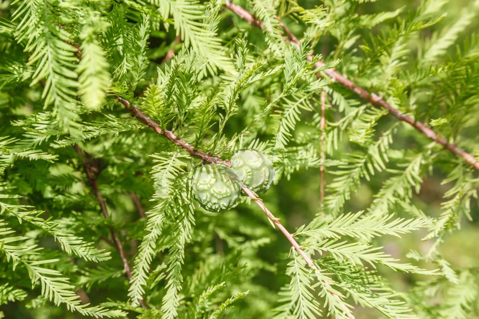 Image of bald cypress trees