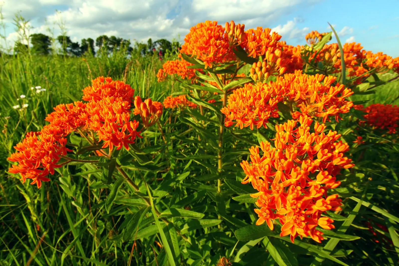 Image of butterfly milkweed