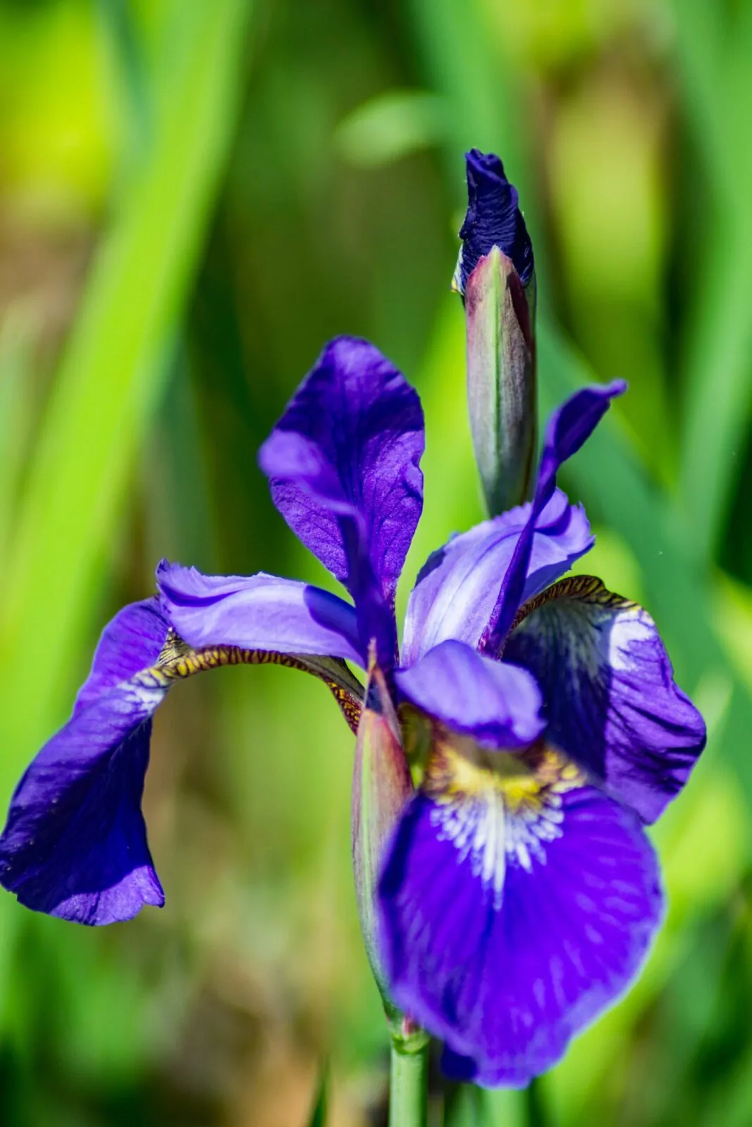 Image of blueflag iris