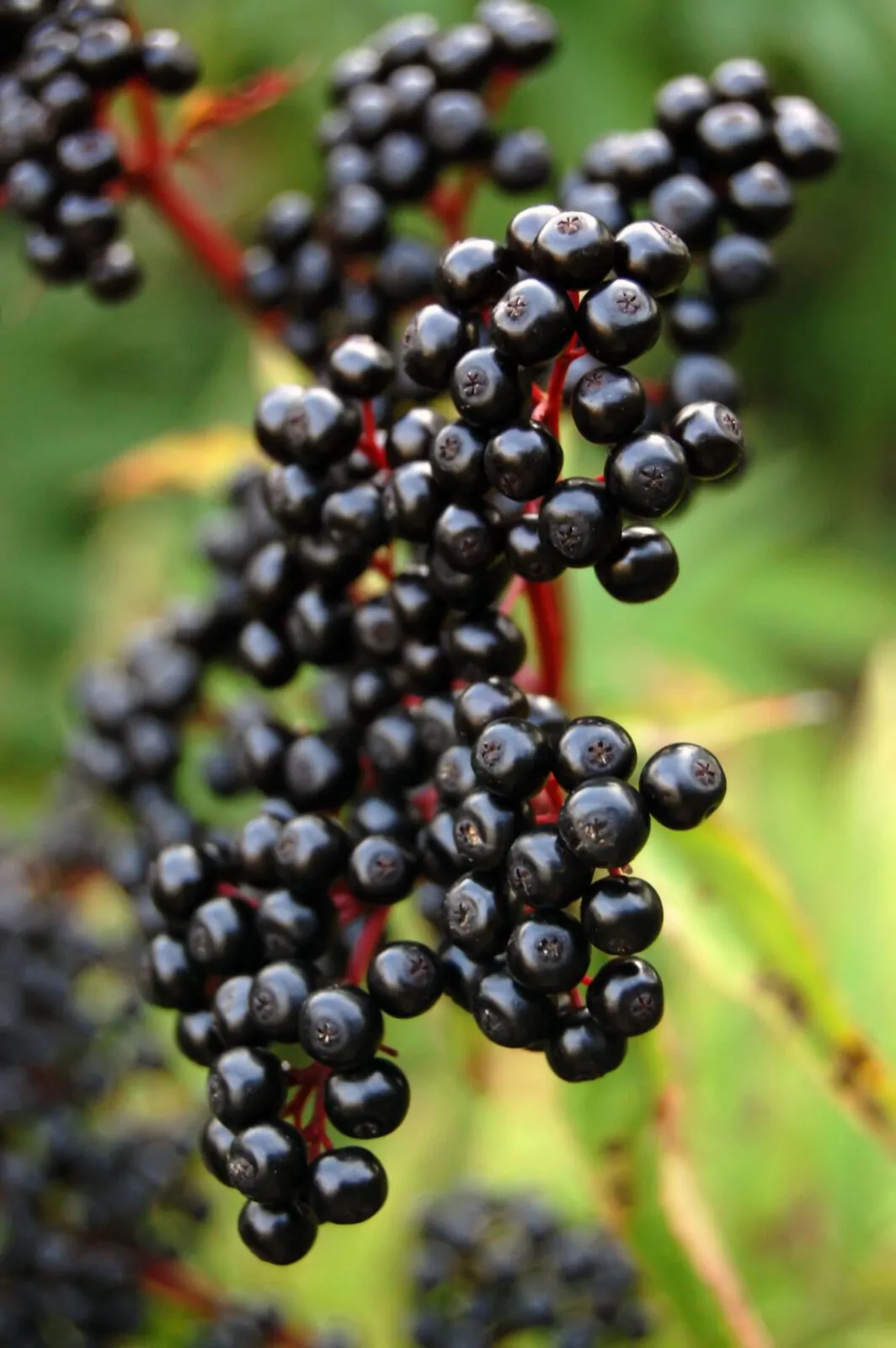 Image of elderberry