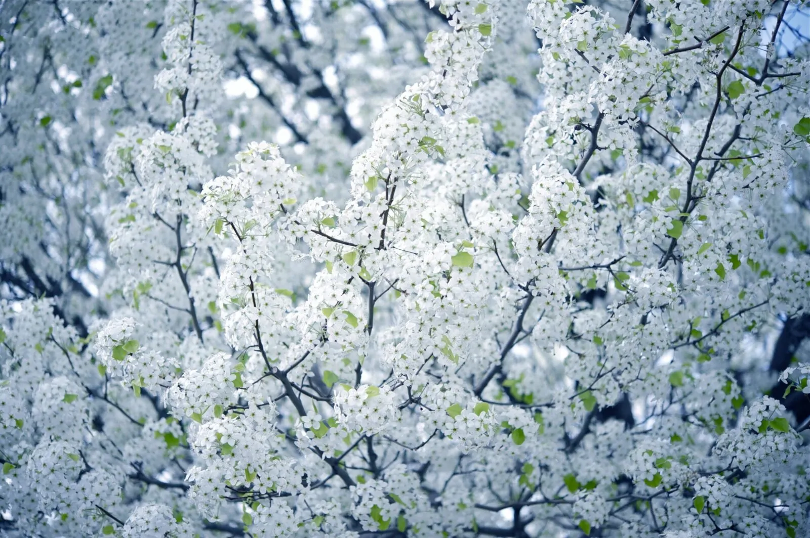 Image of American plum