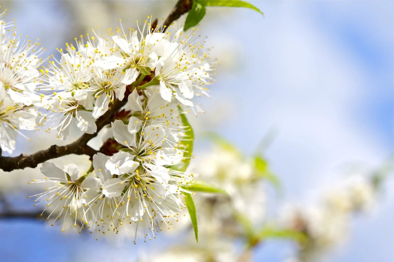 Image of American plum