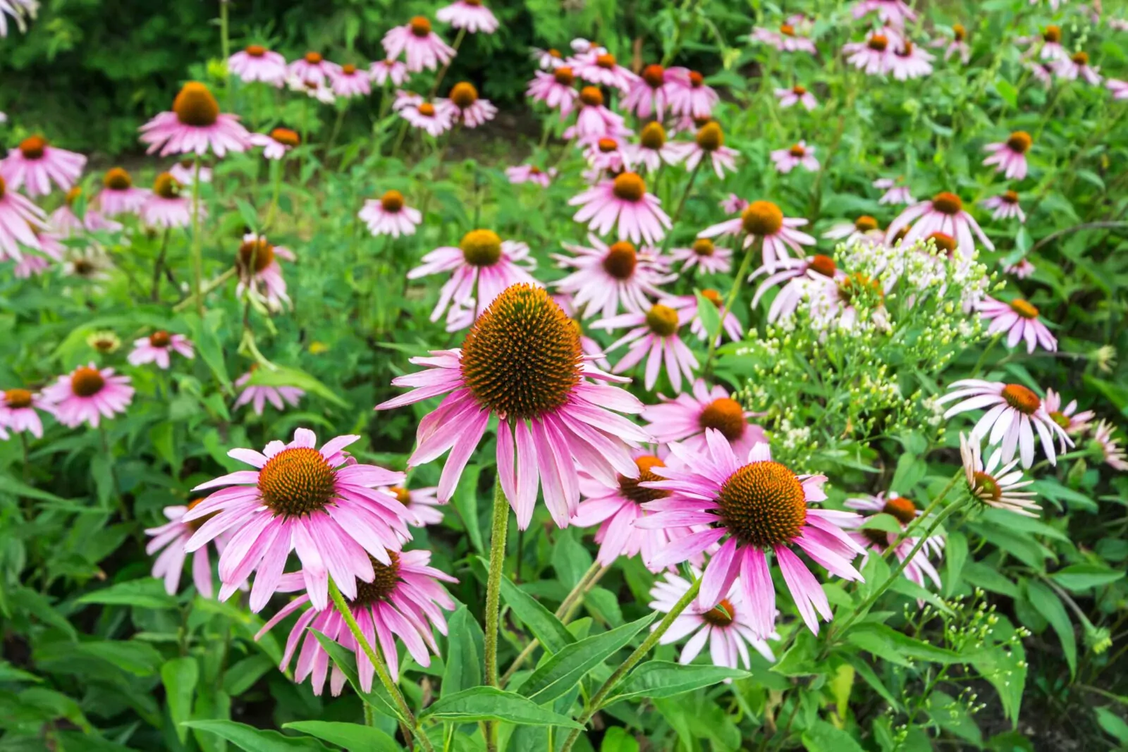 Image of purple coneflower