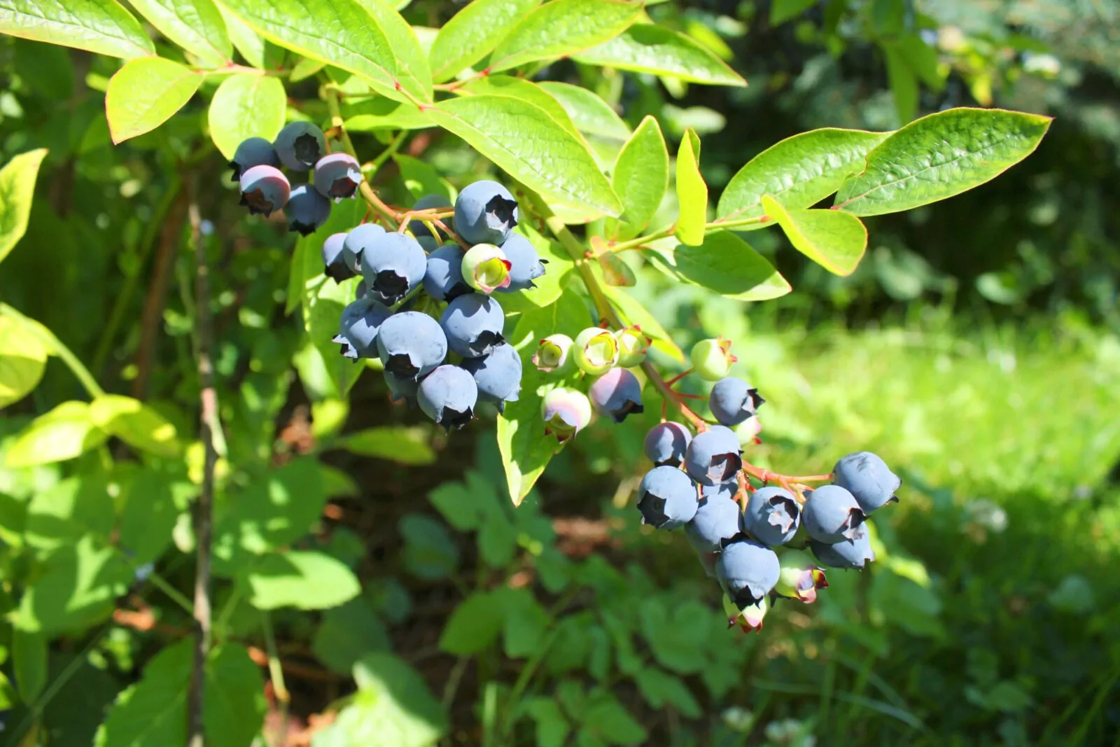 Image of highbush blueberry