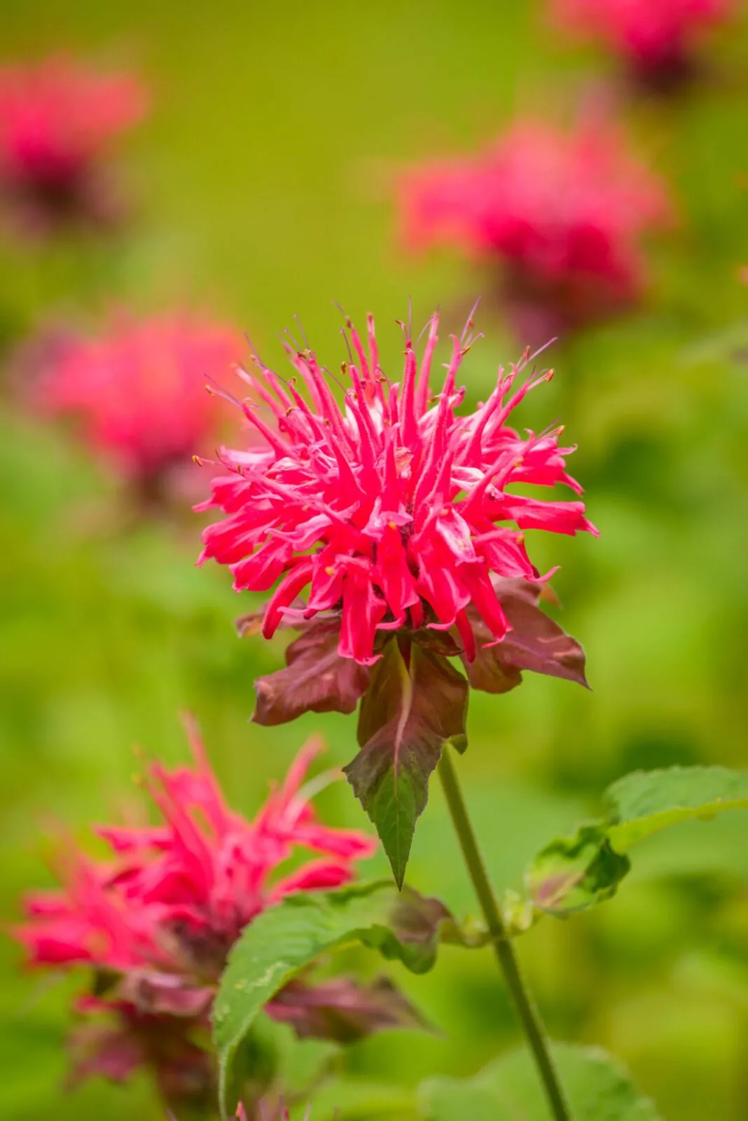 Image of scarlet beebalm