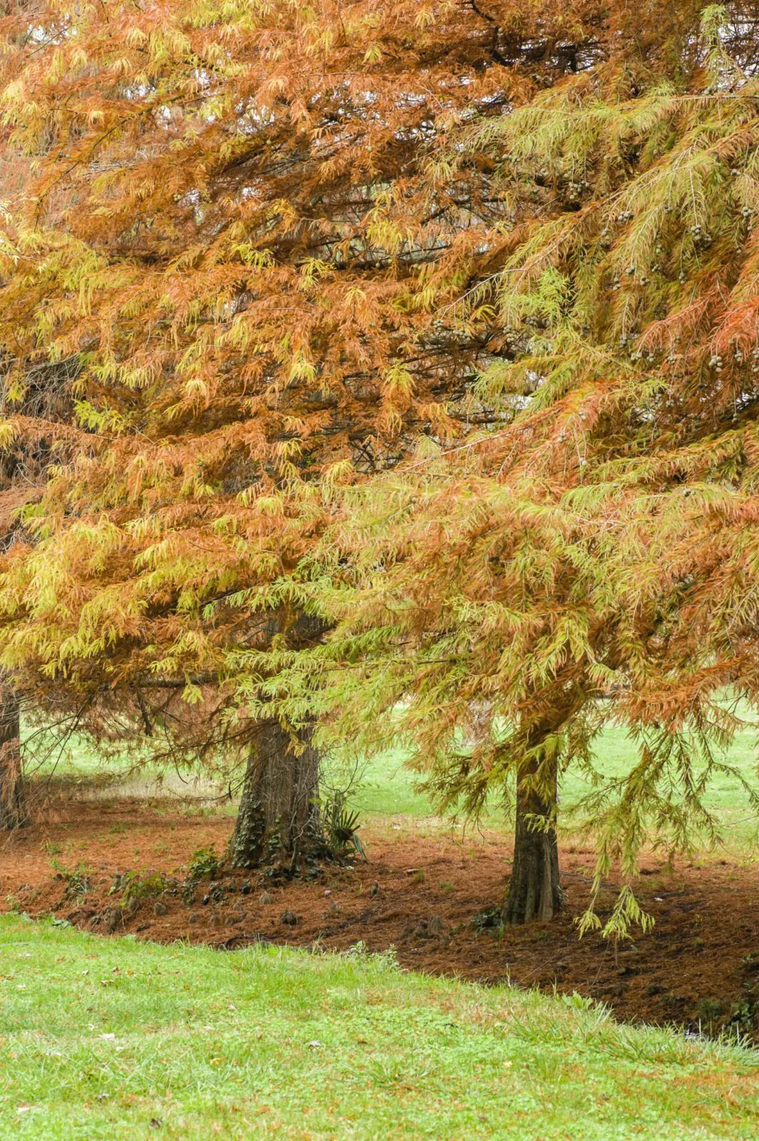 Image of bald cypress trees