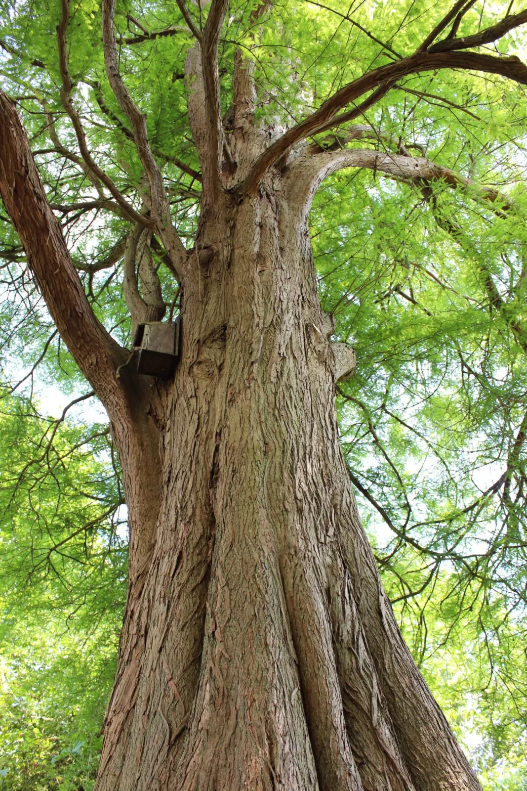 Image of bald cypress trees