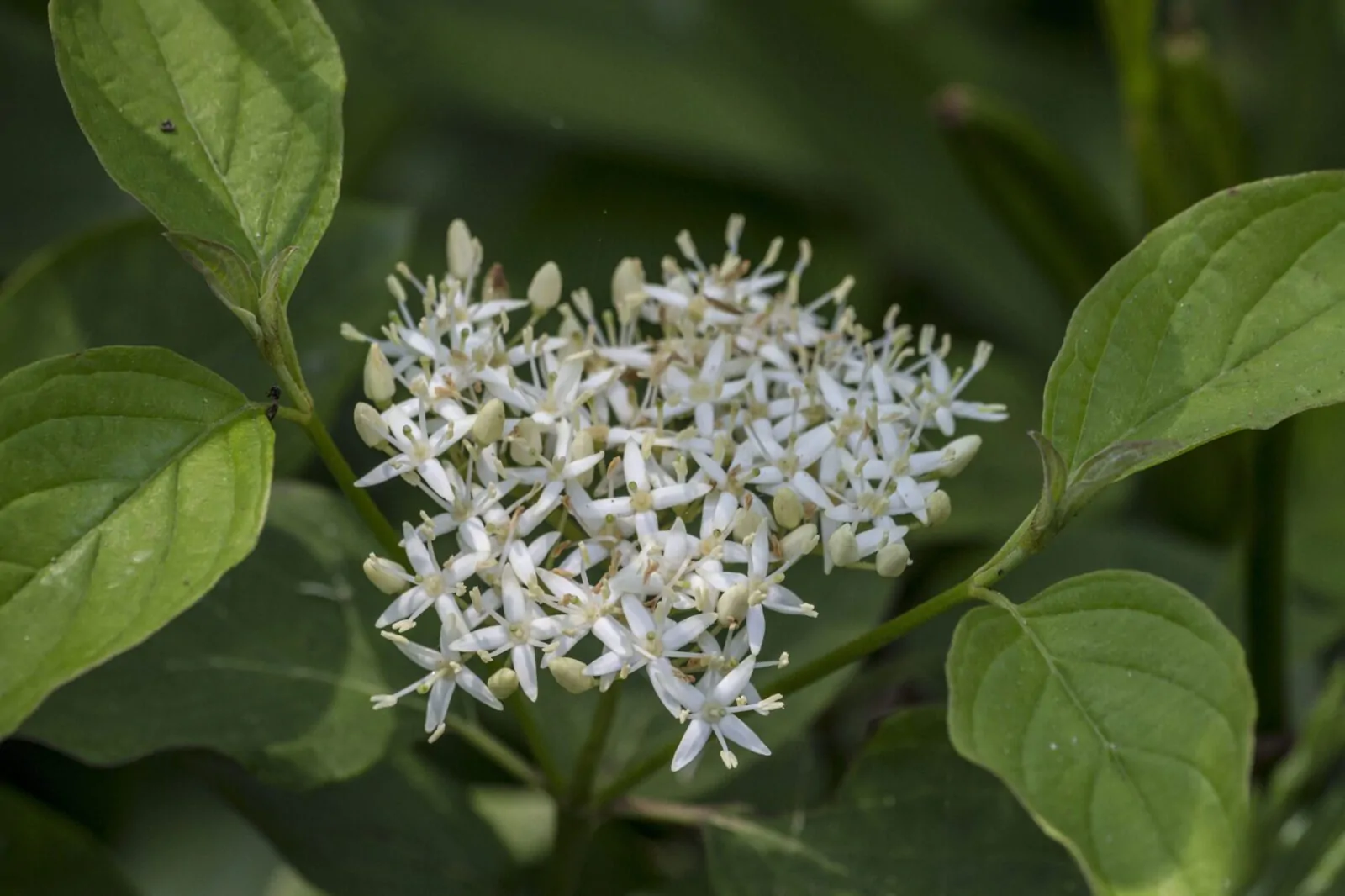 Image of redosier dogwood