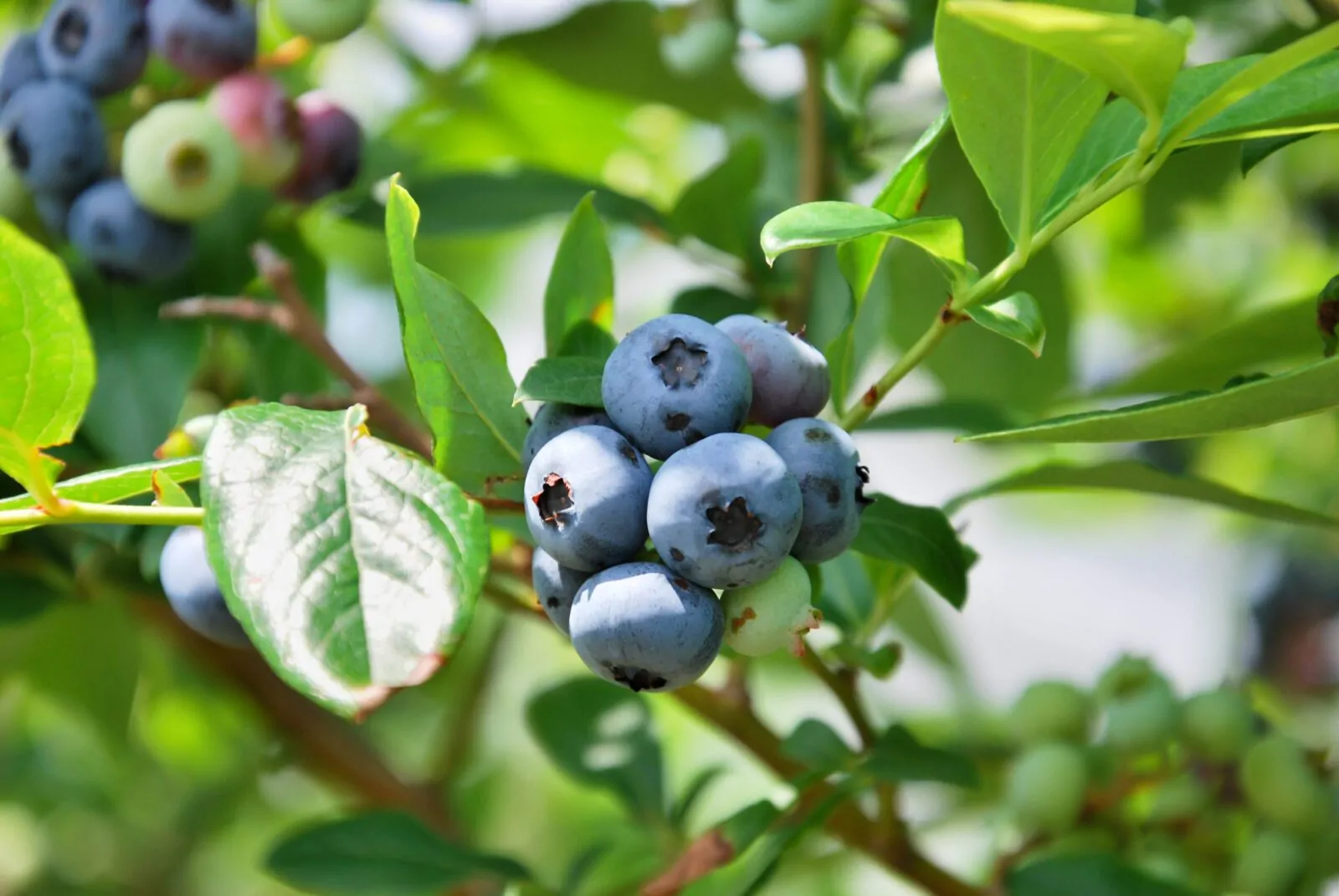 Image of highbush blueberry