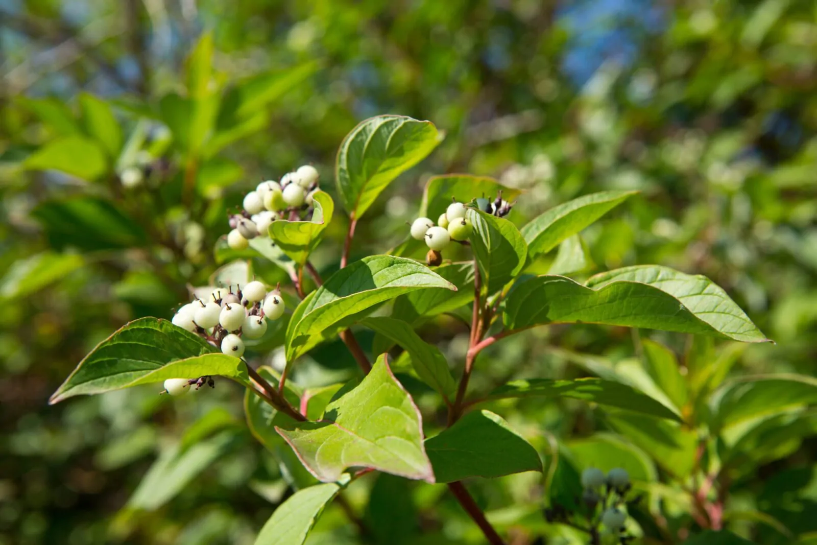 Image of redosier dogwood